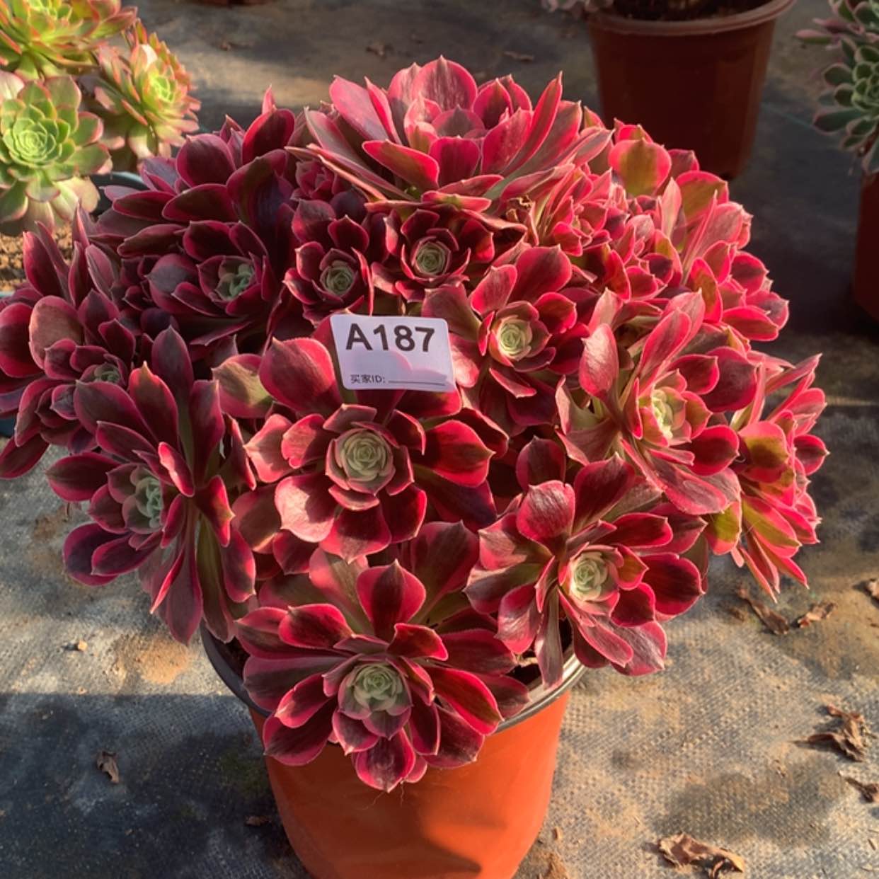 【闪购商品】187粉