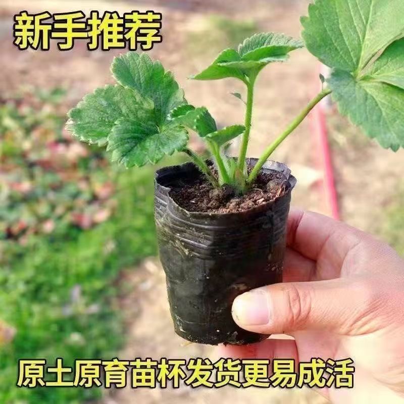 【买的越多送的越多】四季奶油草莓大苗盆栽地栽南方北方阳台庭院