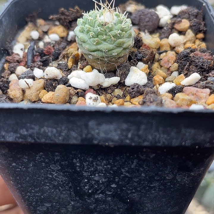 实生菊水一颗包邮