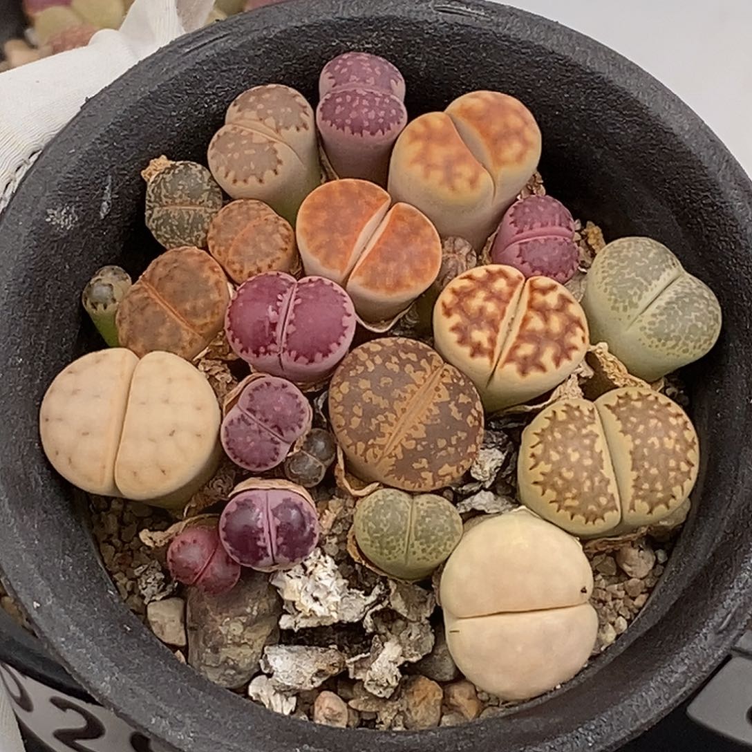 生石花 带盆土 859