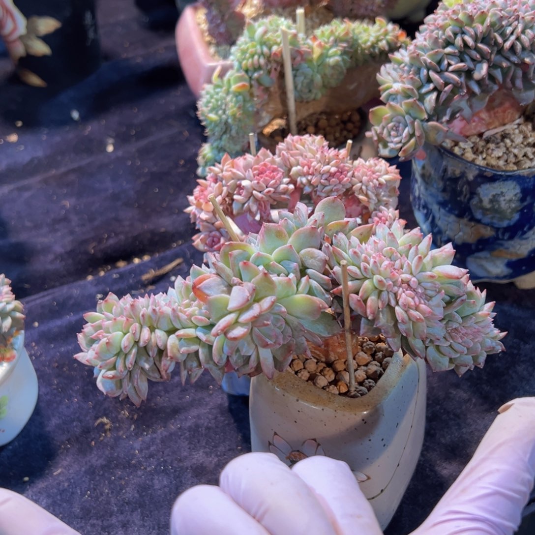 新年快乐我8888888888