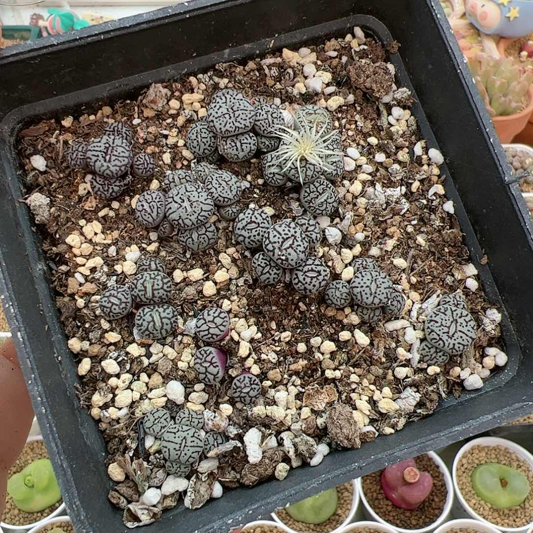 【闪购商品】181 跨年福利