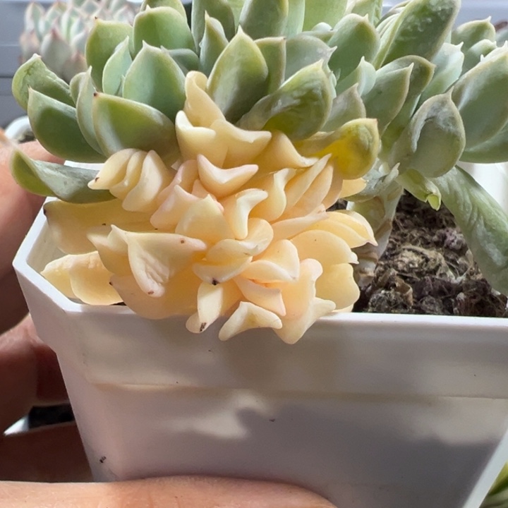特玉莲锦多肉植物451