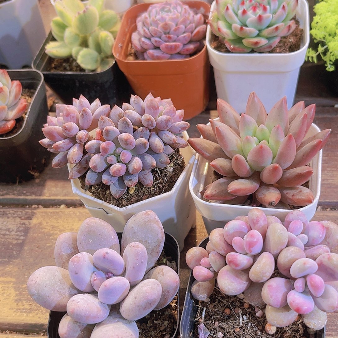 蓝舍➕红蜻蜓➕桃蛋➕桃美人