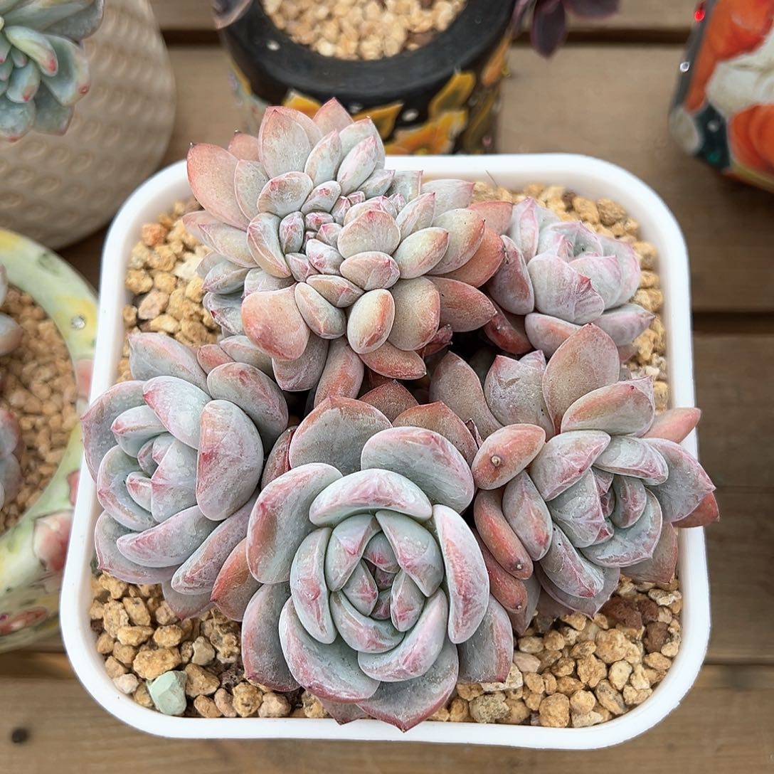 兔子专拍石榴籽星影缀