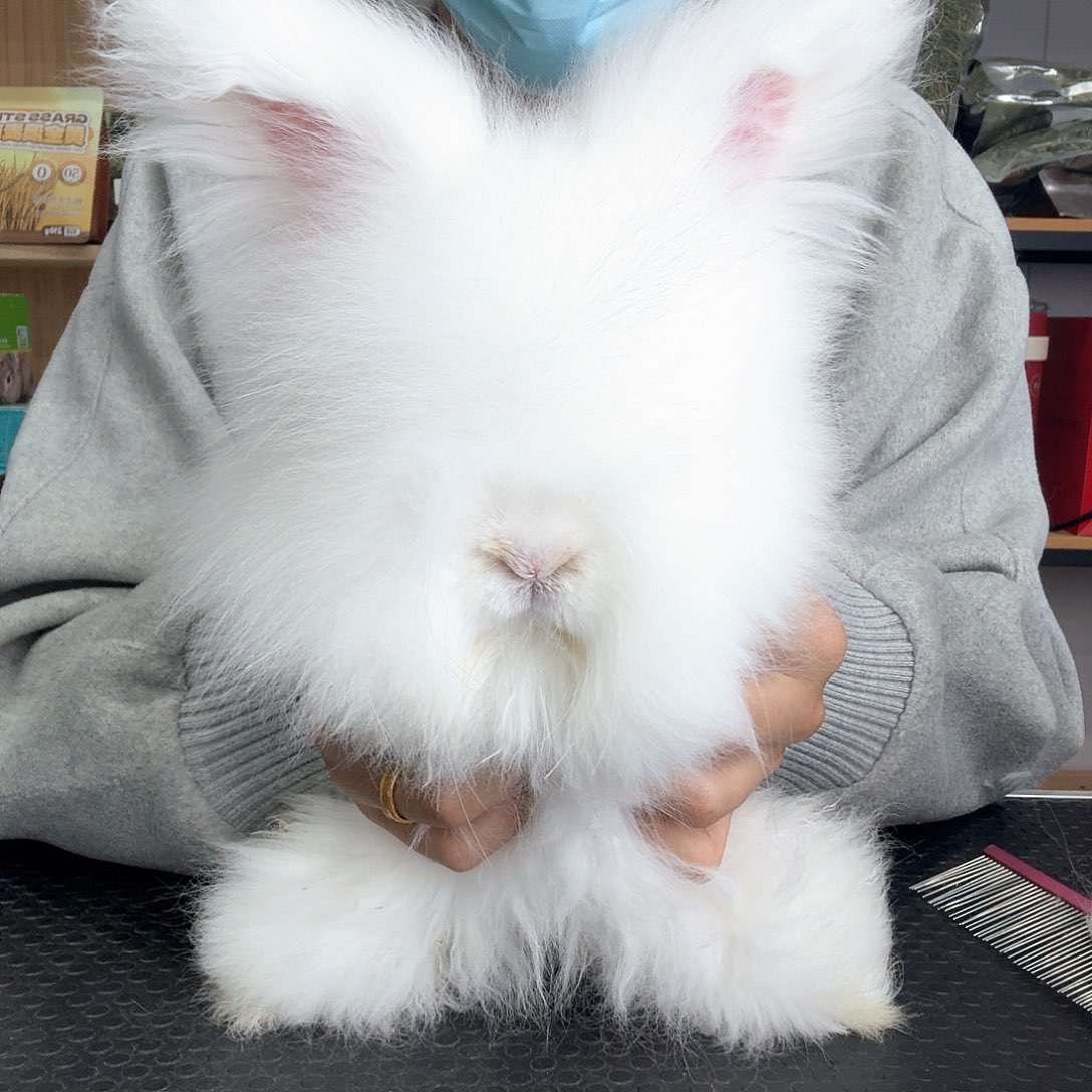 安哥拉特惠安哥拉弟弟 熊脸