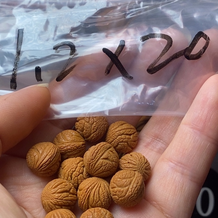 文玩核桃手串秦岭野生龙纹桃核12