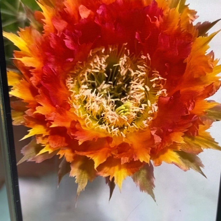 彩草橙红羽毛侧芽2.5公分左右