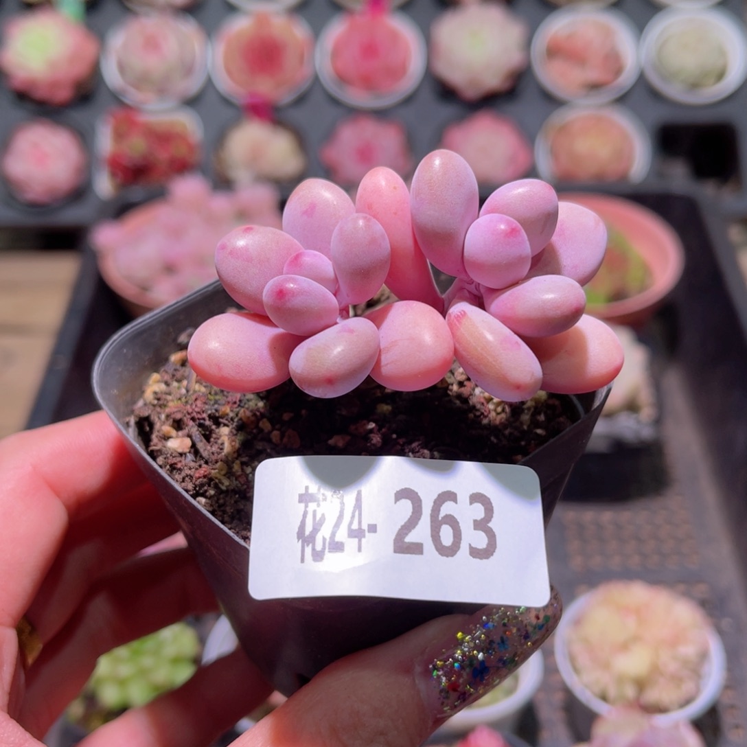 花利美24-263桃蛋