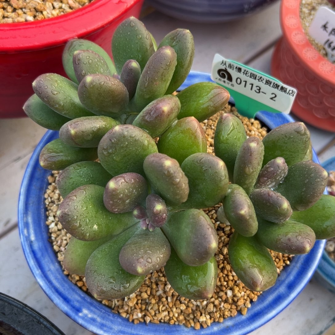 多肉一物一拍0113-2