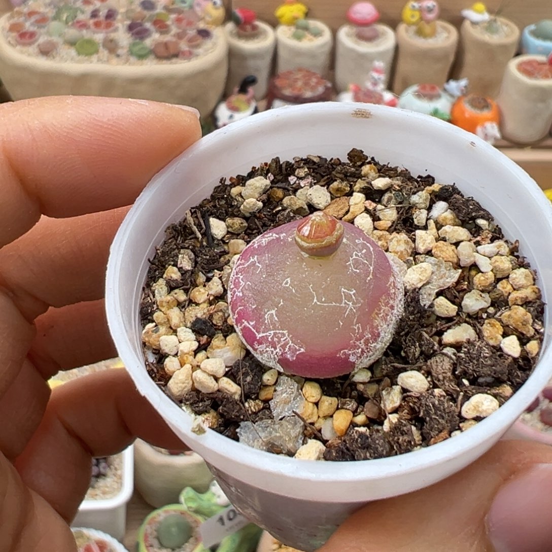 多肉植物111号灯泡