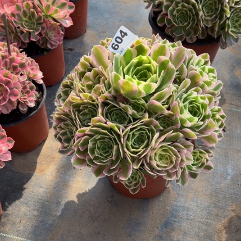 酷***梅604白凤手捧多肉，