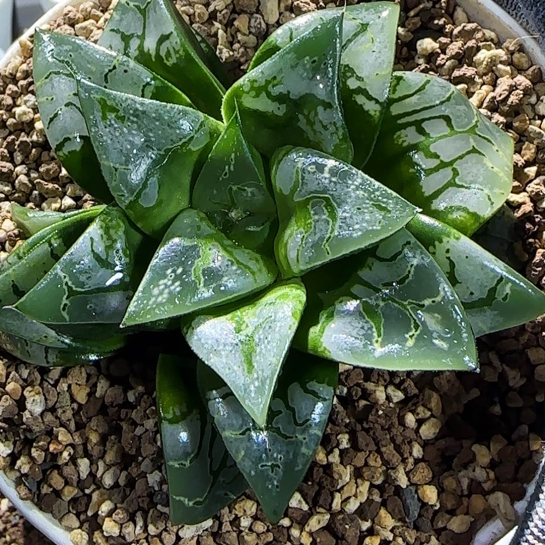 628号画皮母本 9.5 厘米左右一物一拍带盆发货