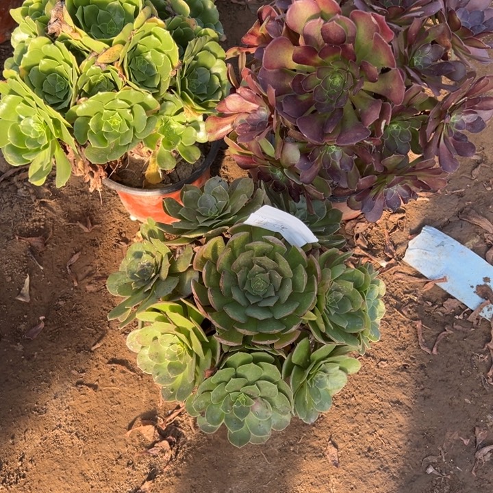 快***子17号3颗多肉植物，不包断头