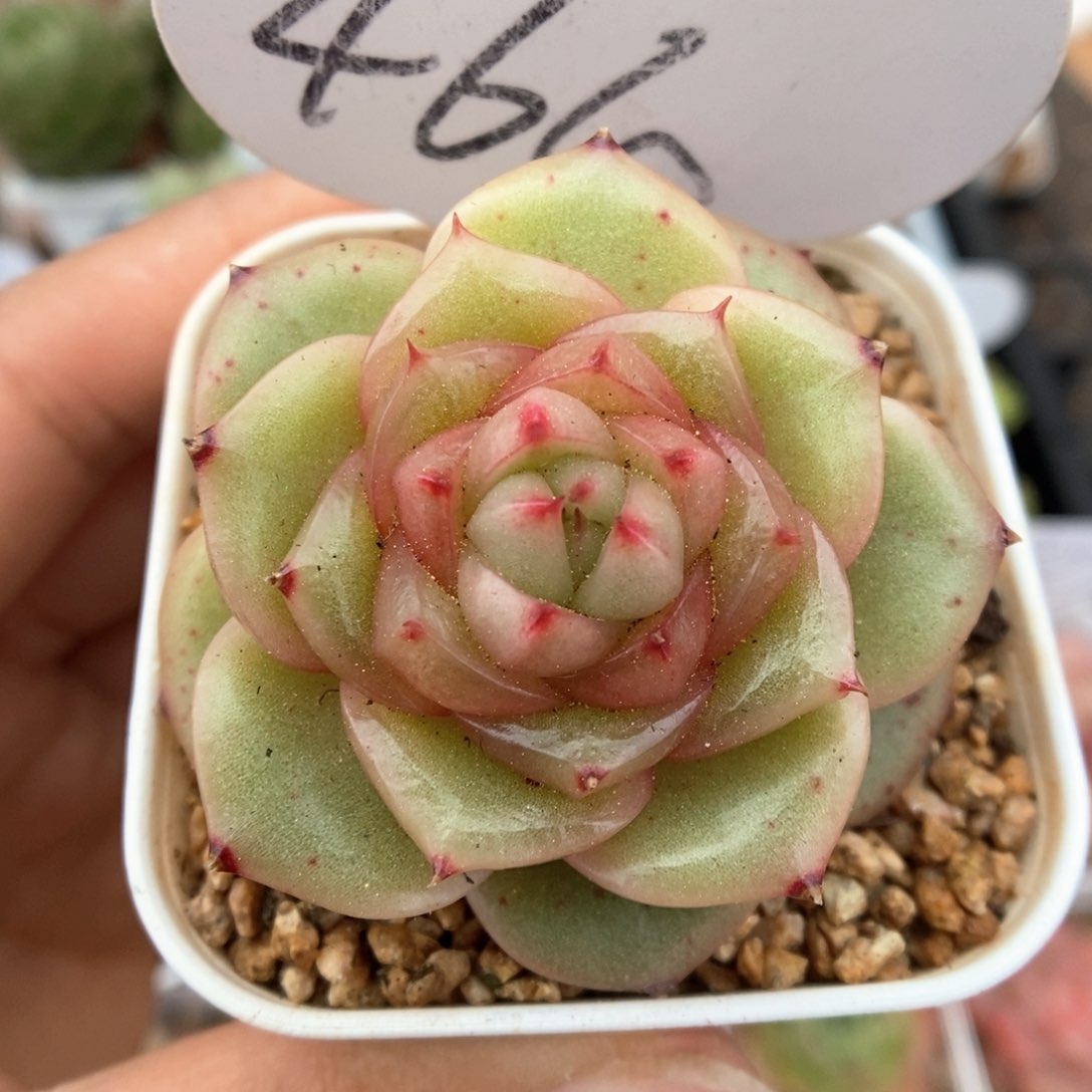 玉芷珍妮可拍464号。 