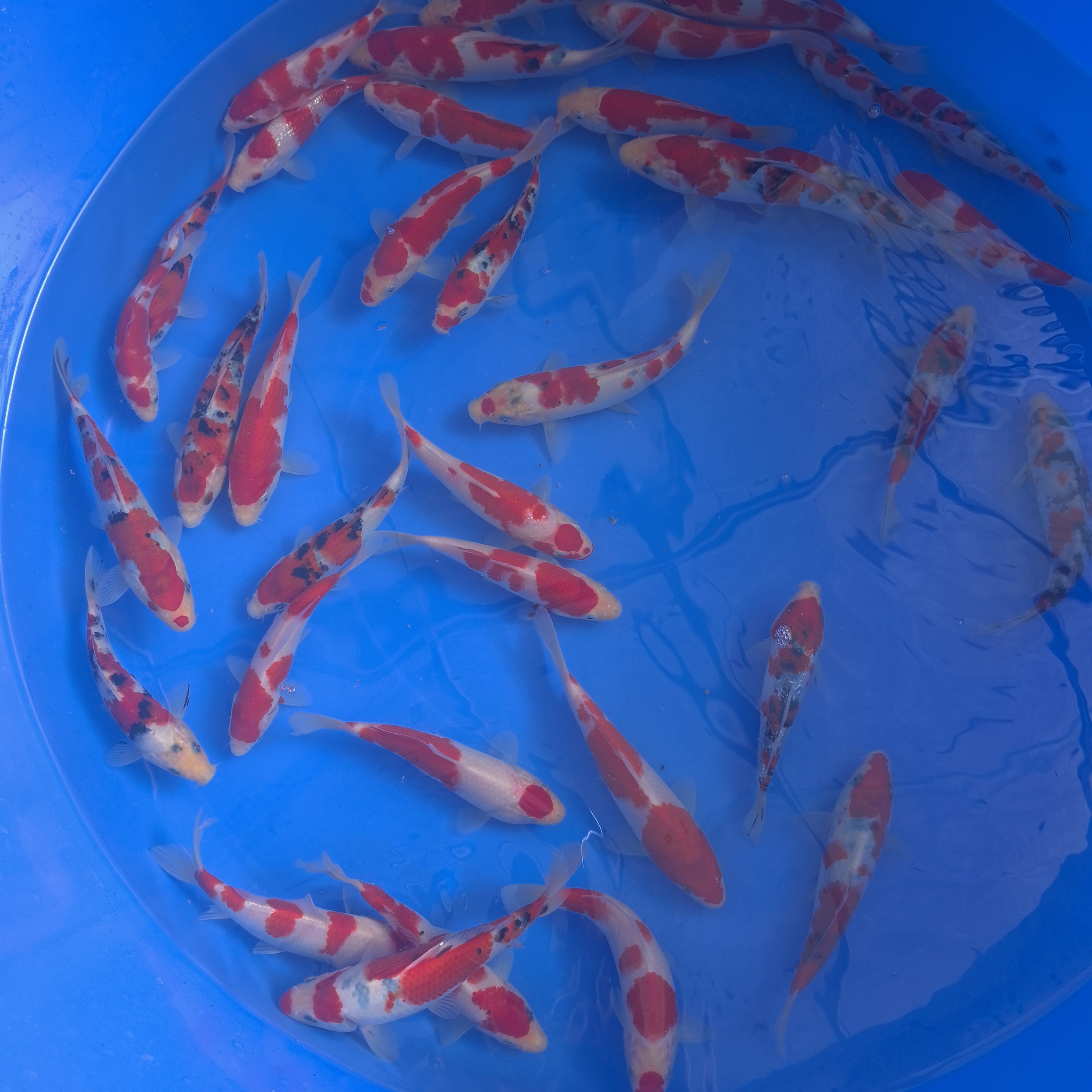 精品锦鲤活鱼红白三色黄金白金黑金招财冷水观赏鱼鱼池