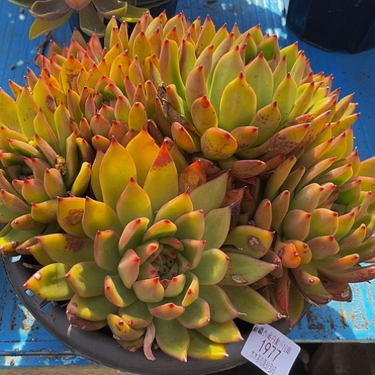 老*摩根1977多肉