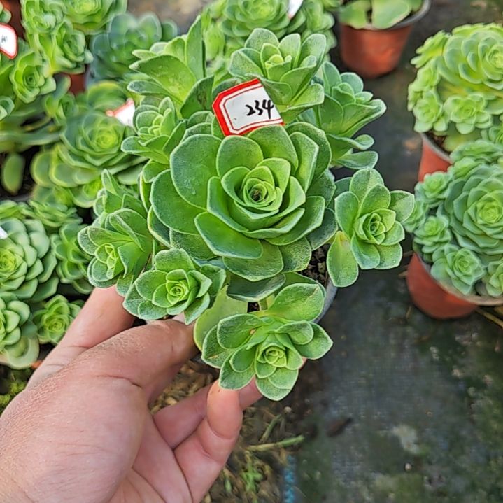 山地玫瑰多肉 234