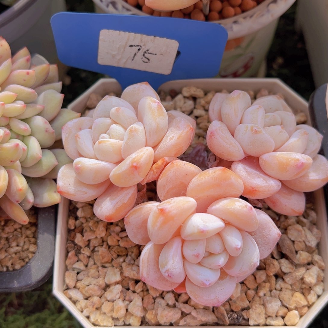 香玉的故事是一个人的故事吗我