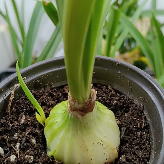 无花朵双绿3+带盆土发货