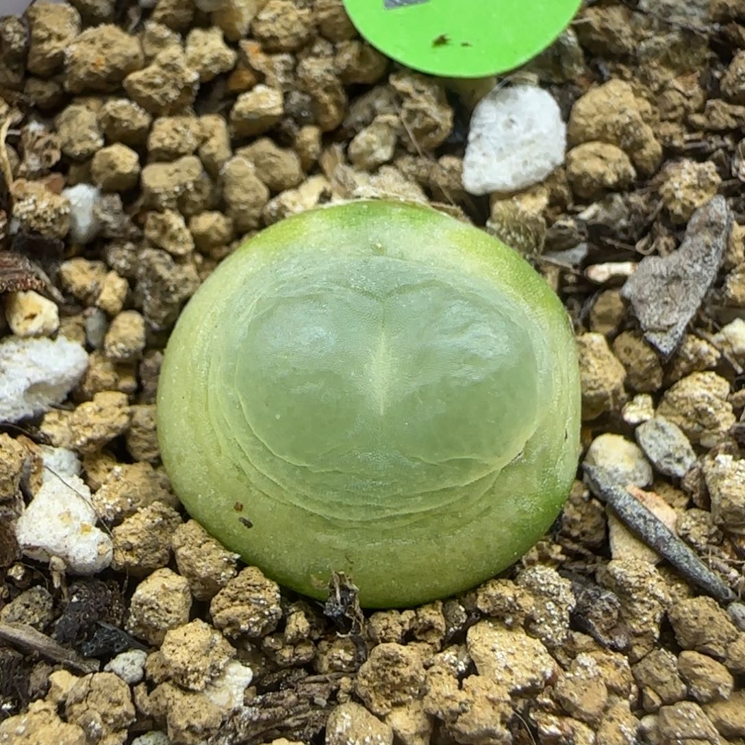 拉登1.5+多肉植物290