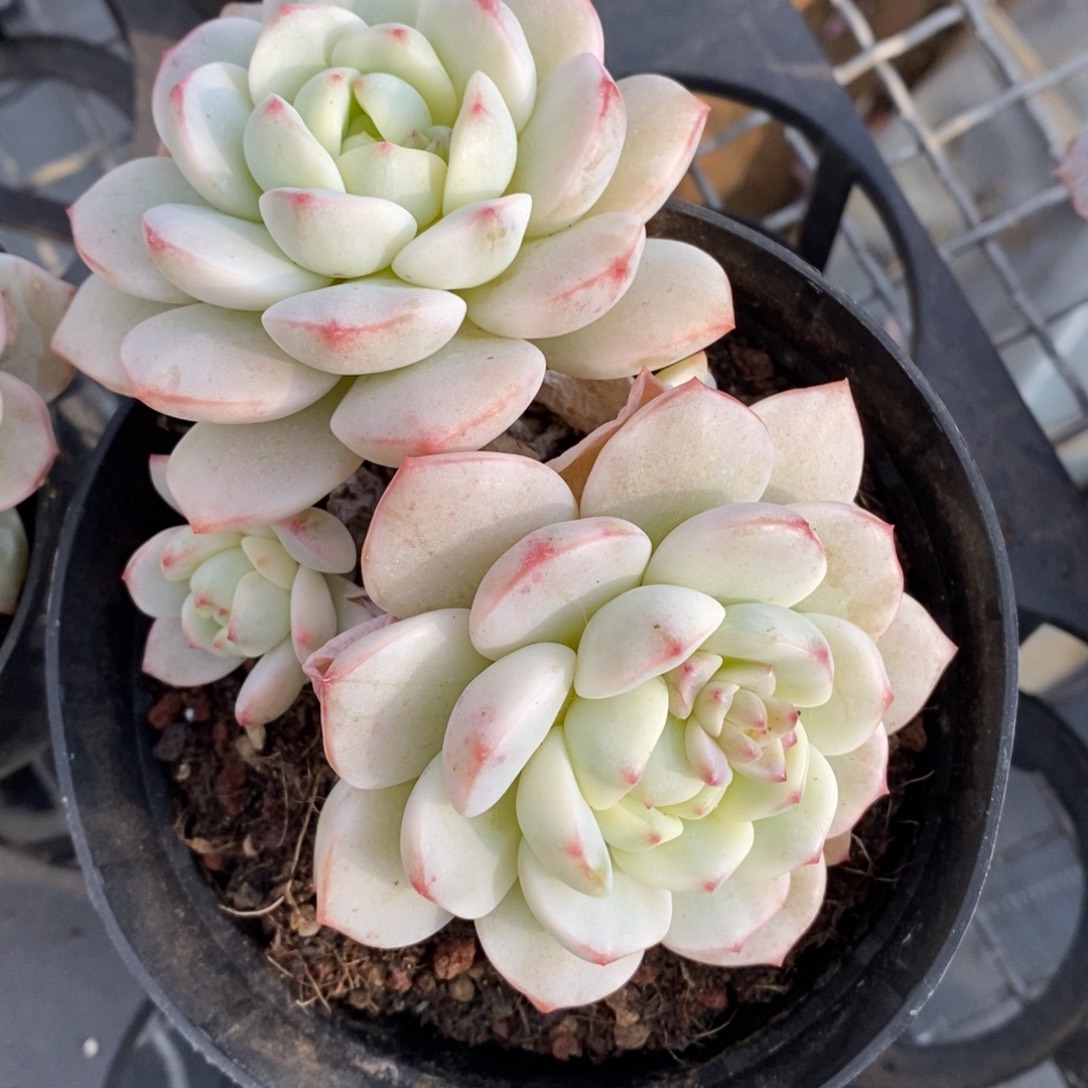 摆****香草锦群生一物一拍