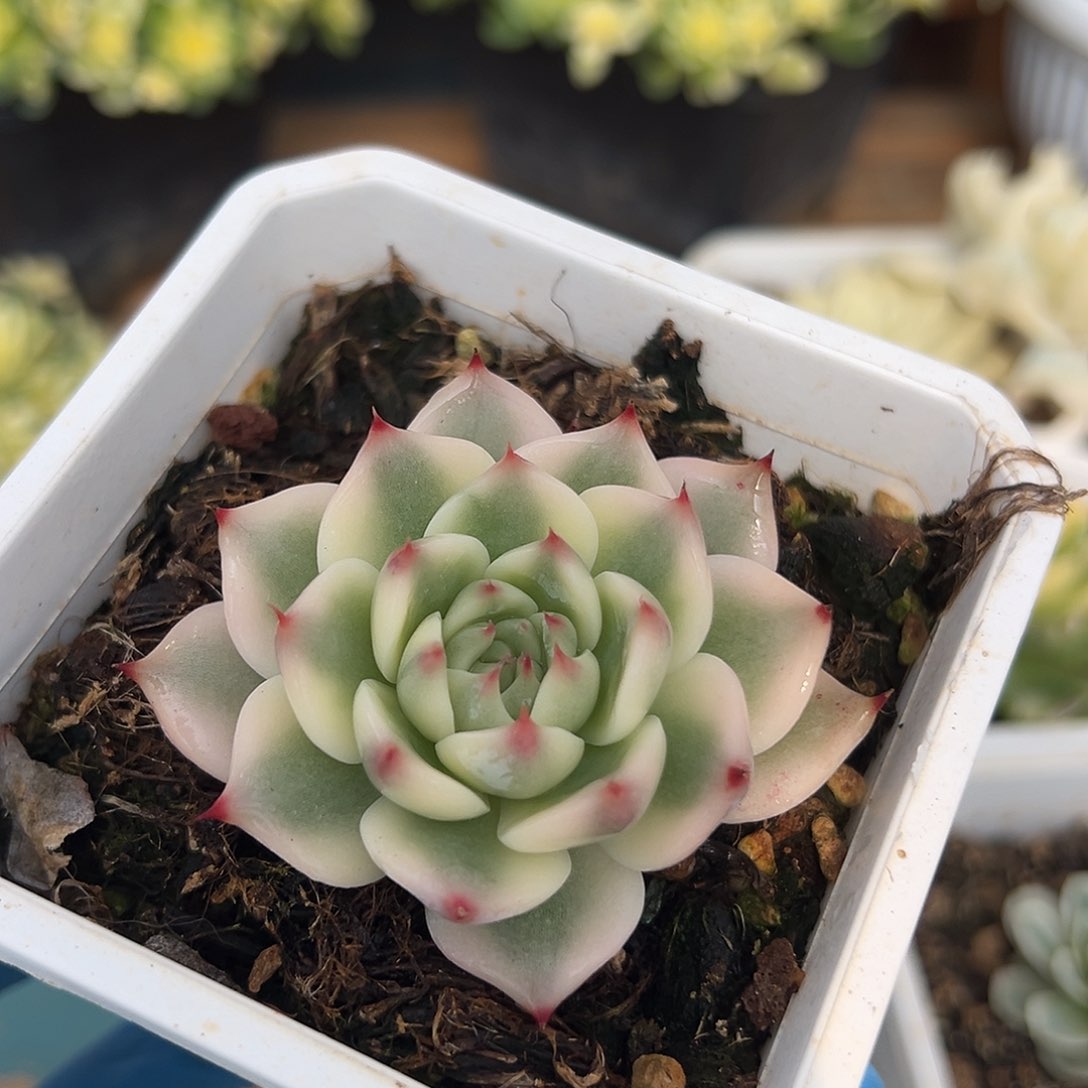 吉娃娃锦，覆轮锦