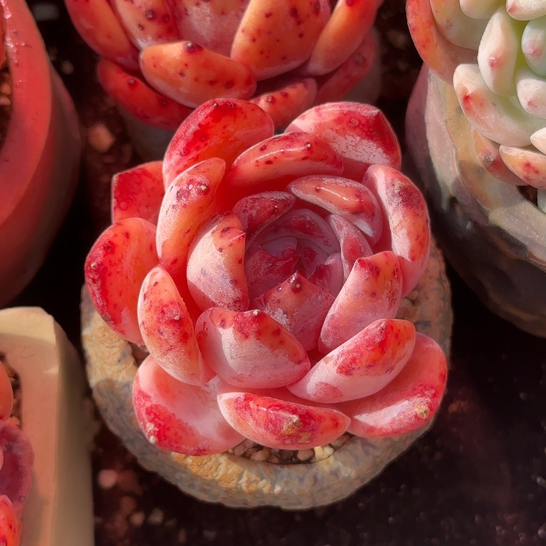 奶盖一物一拍满38包邮