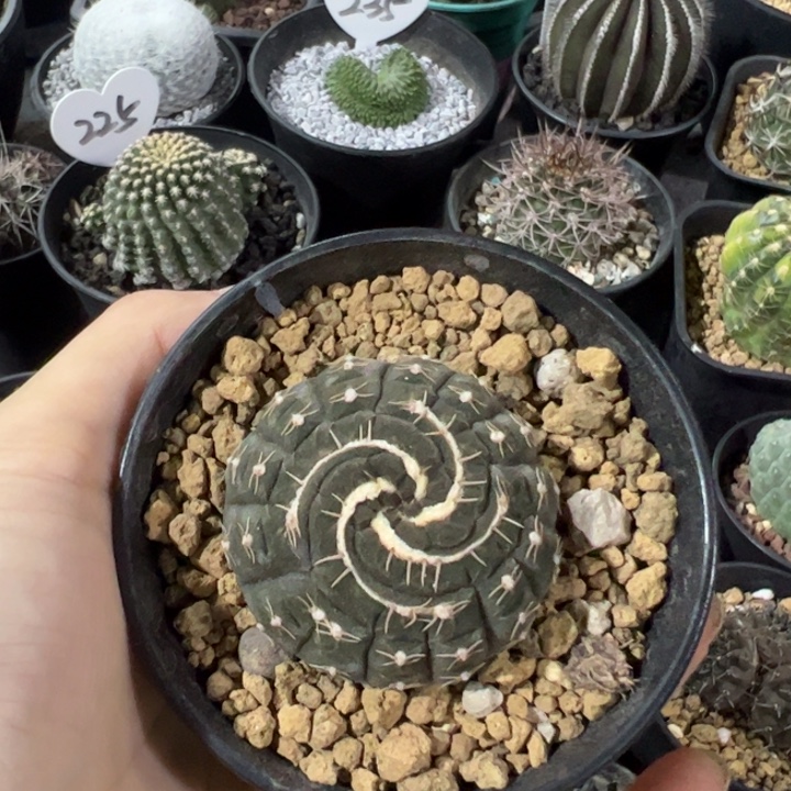 K***仙人球仙人球仙人球仙人球