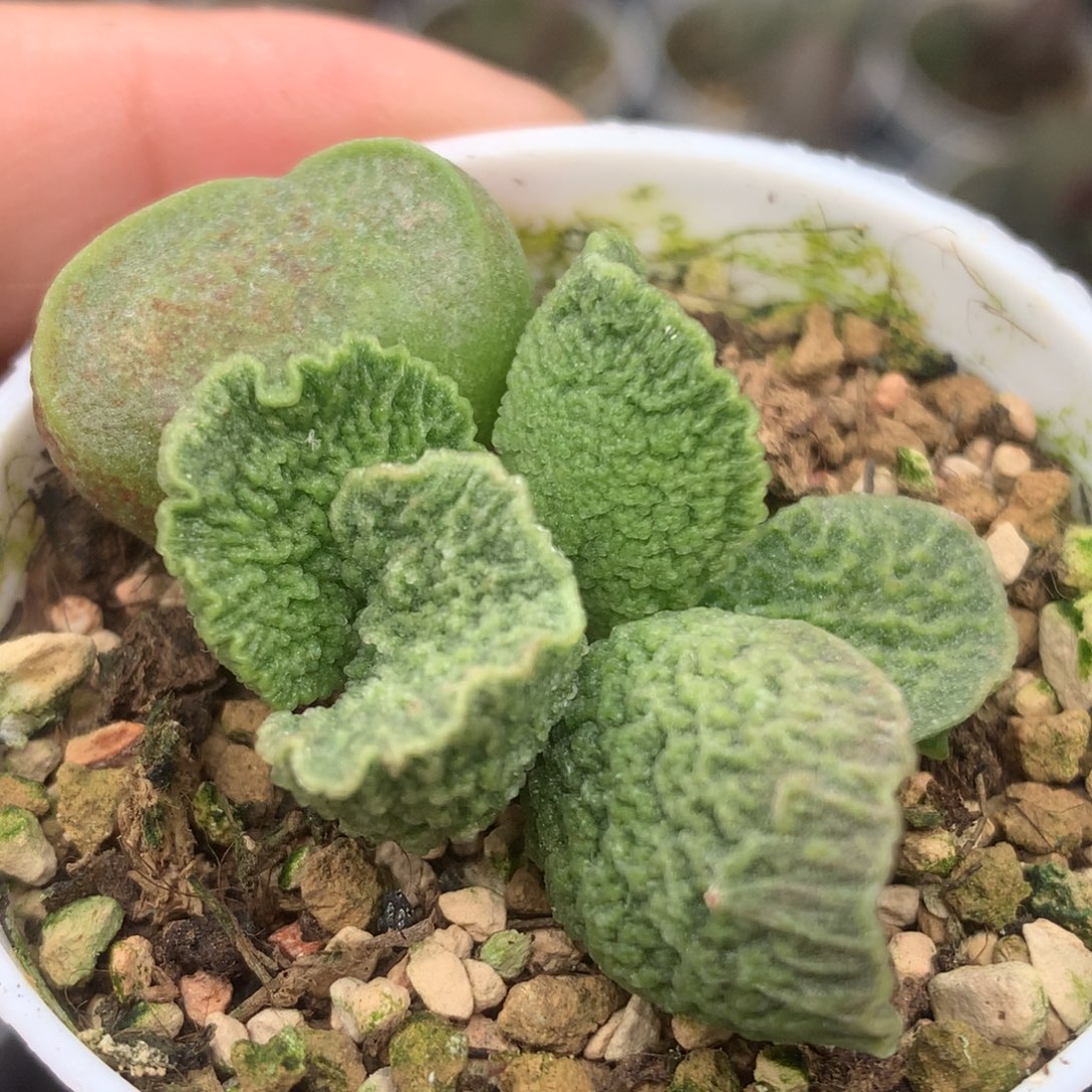 实生水泡 优选一物一拍