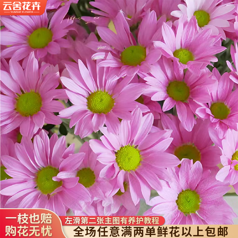 【云舍花卉】【音调小菊】【不保水】任意满两单及以上鲜花包邮发货