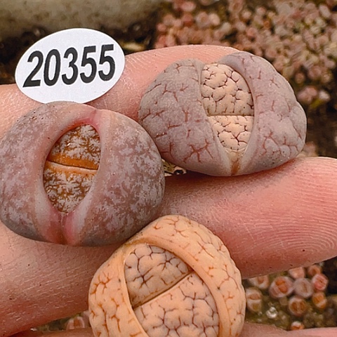 20355团团圆圆呀呀