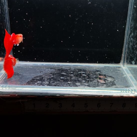 多***多孔雀鱼红礼服两对888