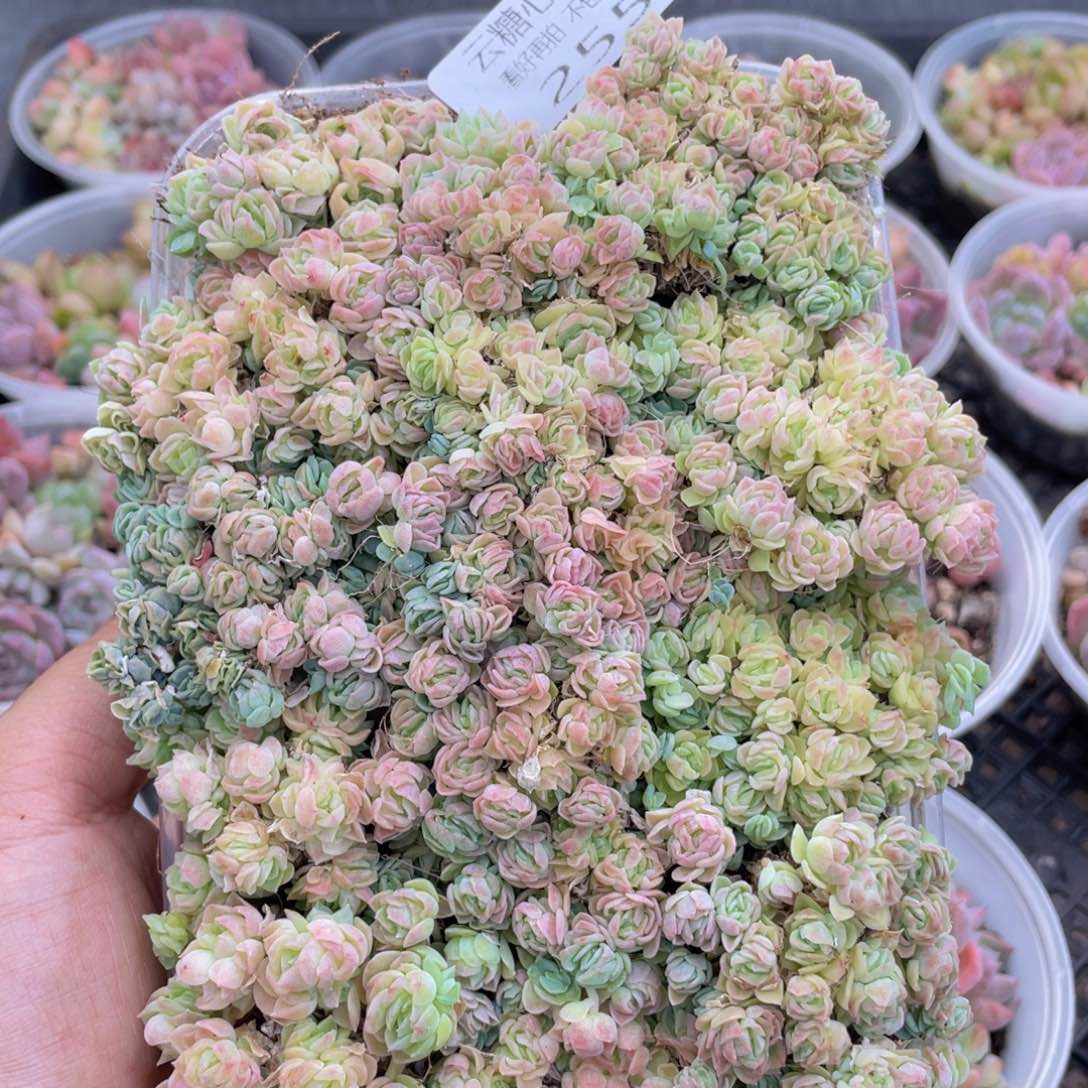 云糖心多肉植物255