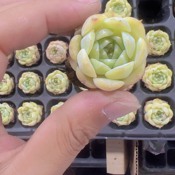 纯爱精品多肉植物大战