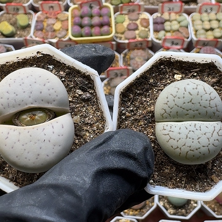 龙***欢生石花11111111。   535