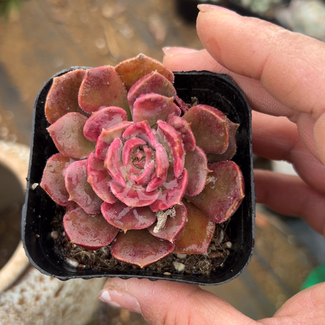 多肉植物多肉植物