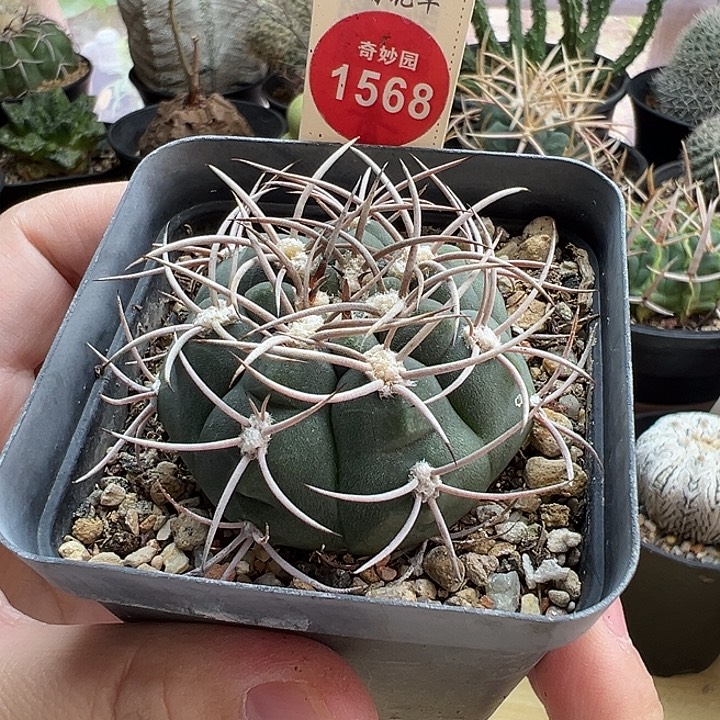 实生狂刺剑魔玉4.6cm