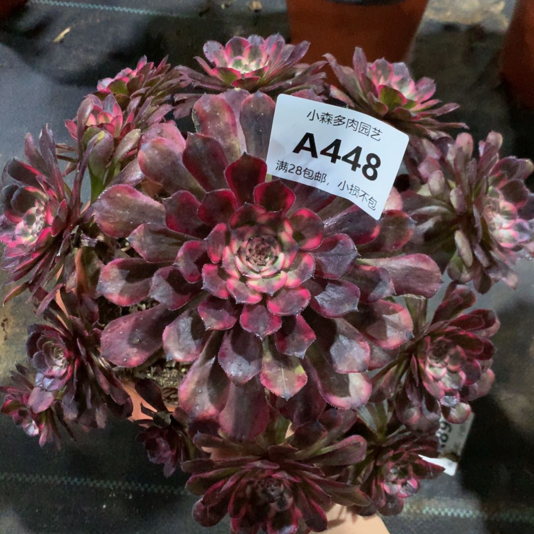 448红金刚88888888