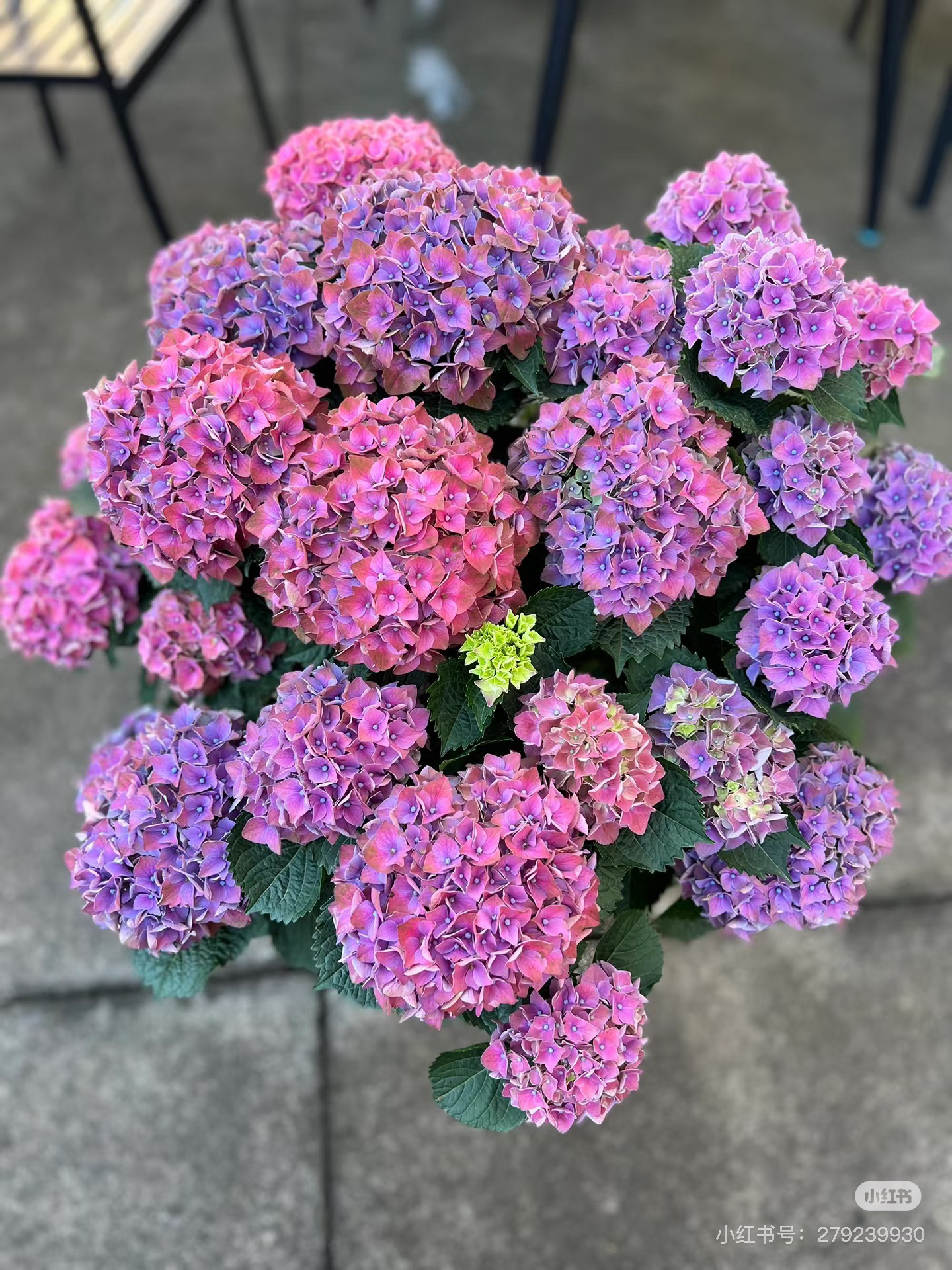 奔哥花园 母情节 一物一拍