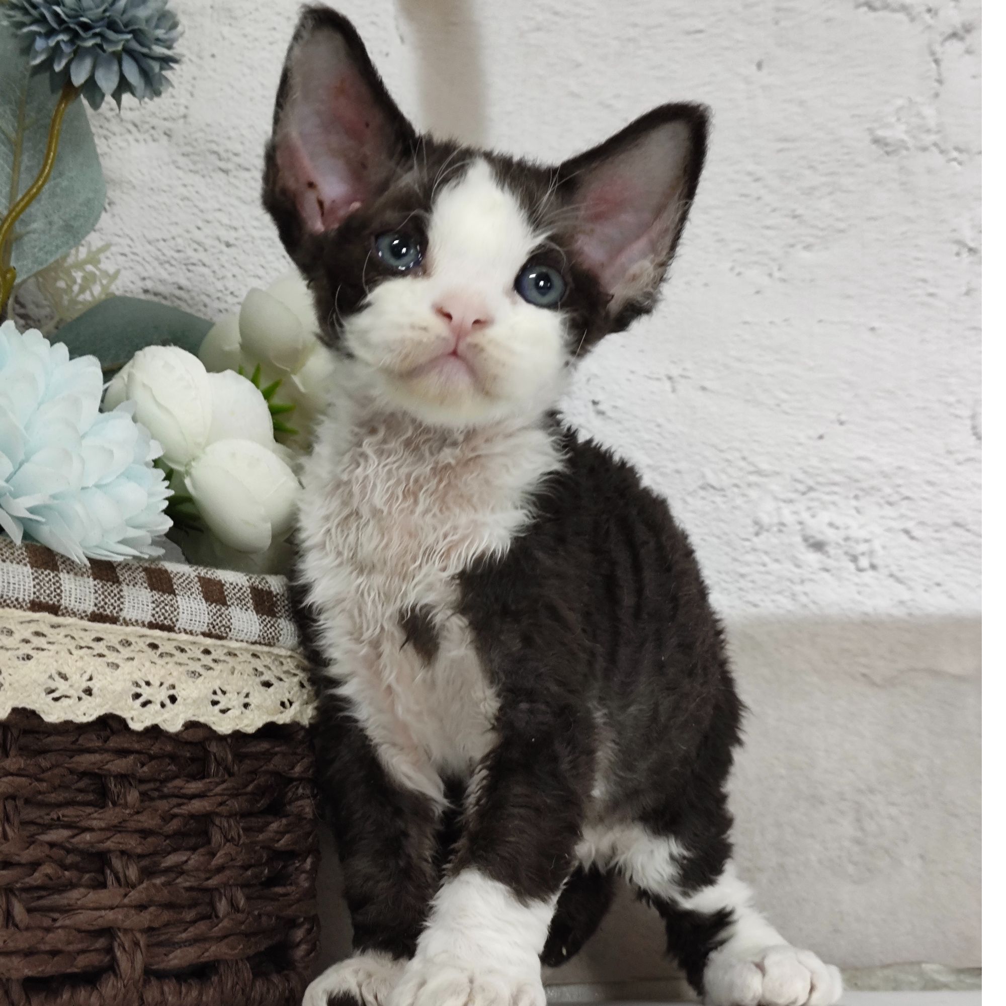甜美可爱德文卷毛猫不掉毛还巨粘人