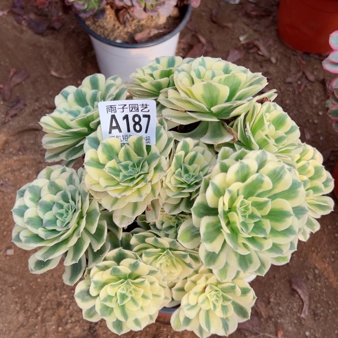 187迈巴赫尺寸20左右