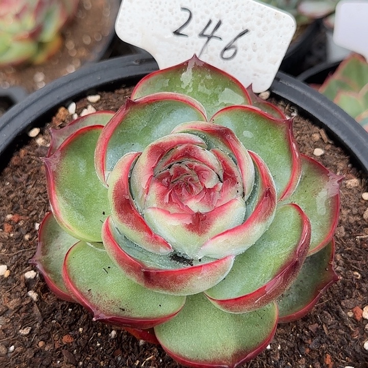 惊鸿一物一拍包装收缩花旱246