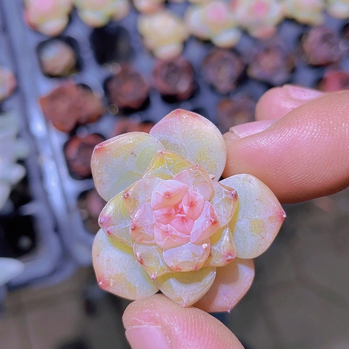 草莓啵啵【满10颗包邮】