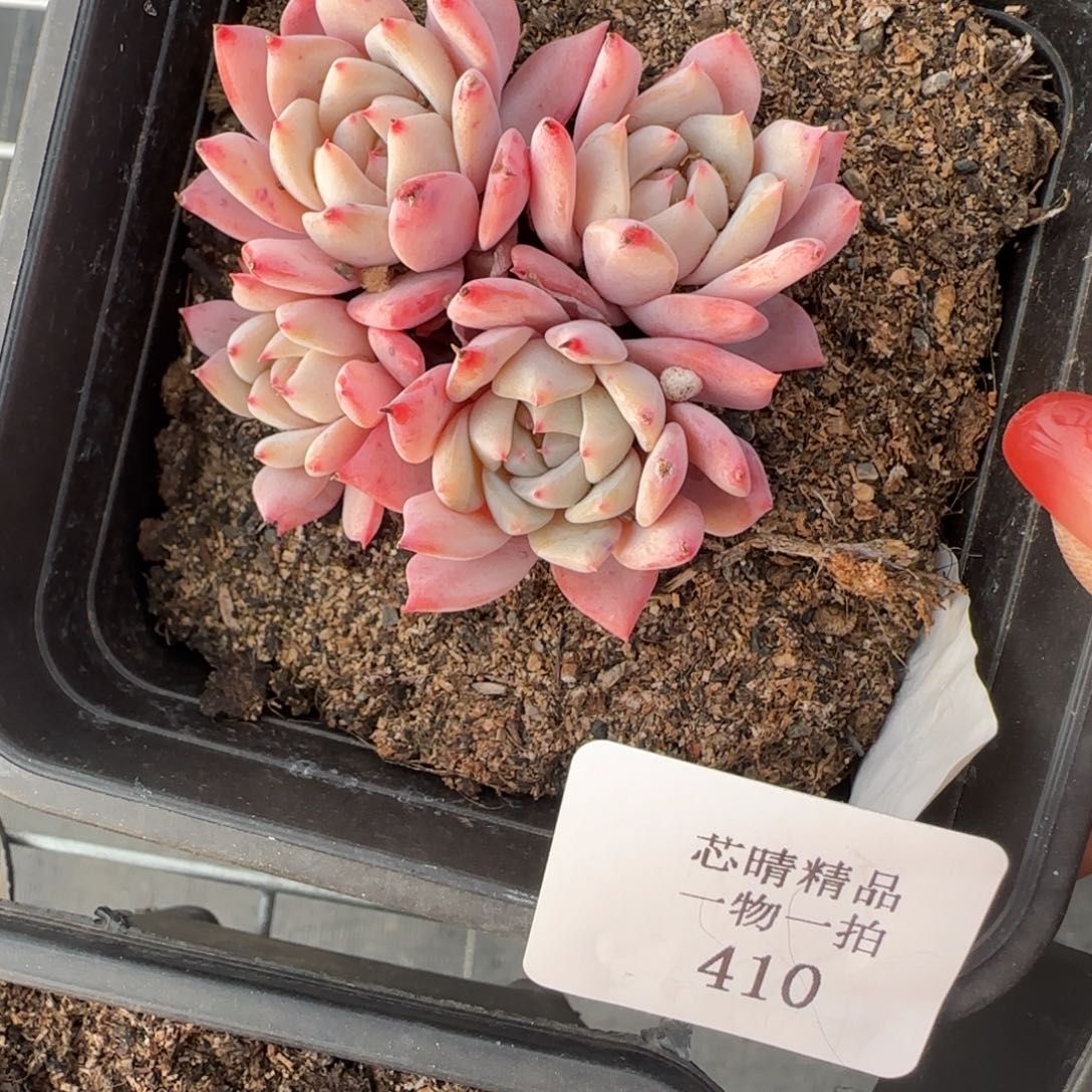 闪购精品多肉410号