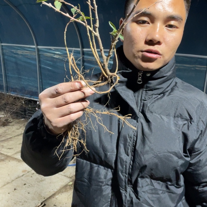 富士之岭海棠花一颗