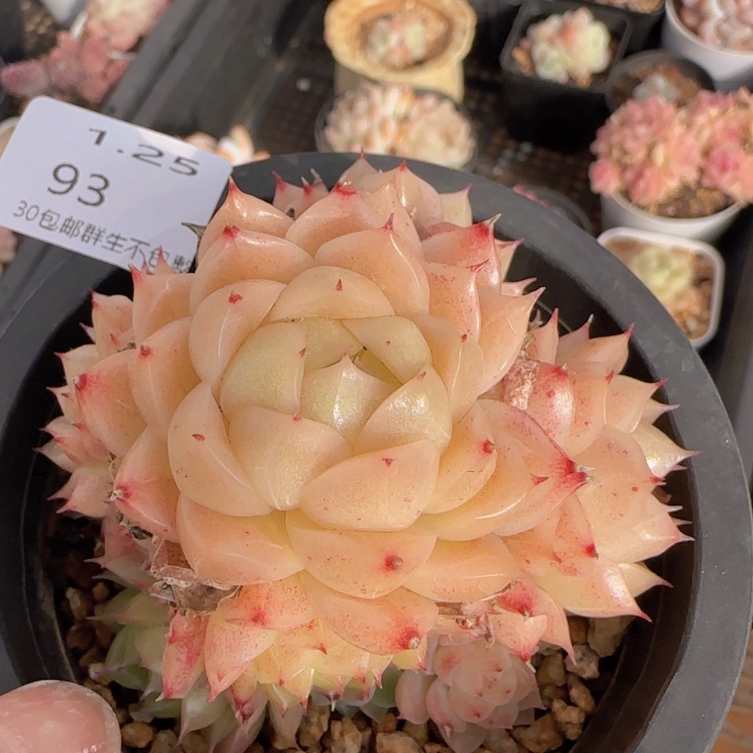 麦秆群一颗脱土发货