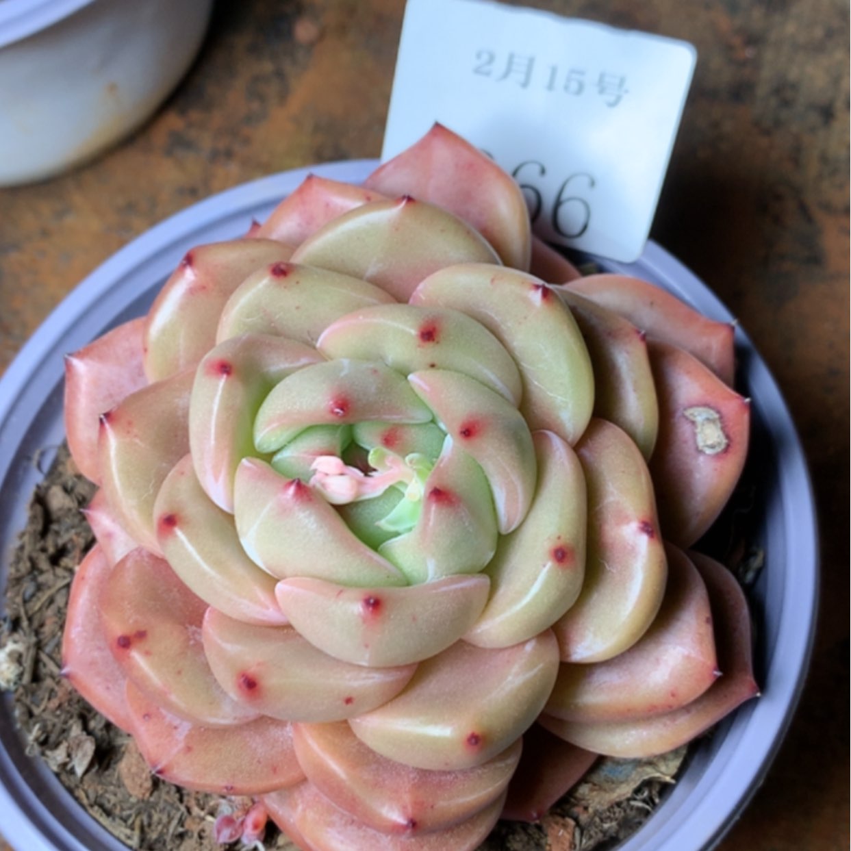 【闪购商品】云366