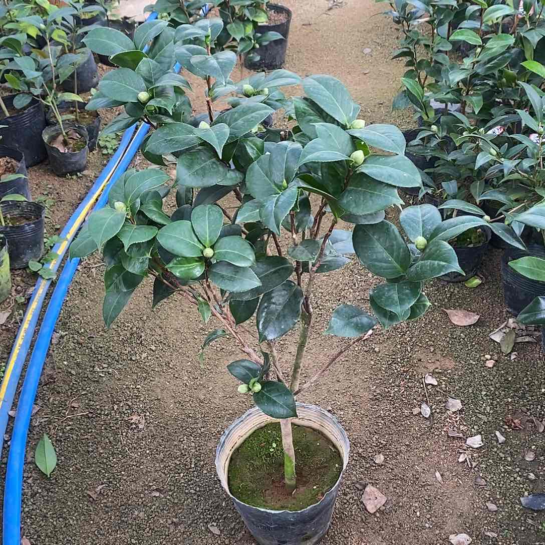 完全开放18学士茶花