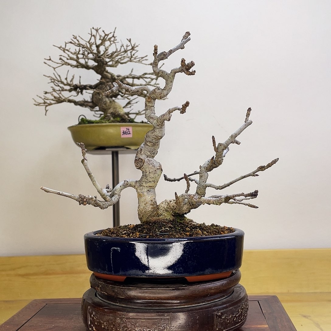 木本姬苹果盆景盆栽